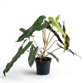 Philodendron atabapoense large plant.