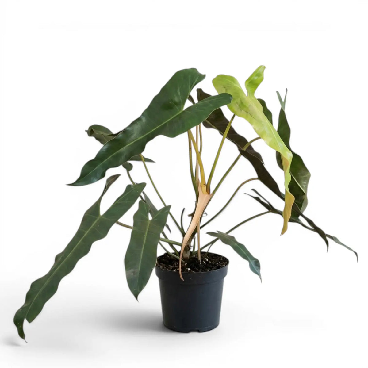 Philodendron atabapoense large plant.