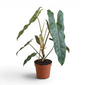 Philodendron atabapoense large plant.