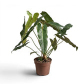 Philodendron atabapoense large plant.