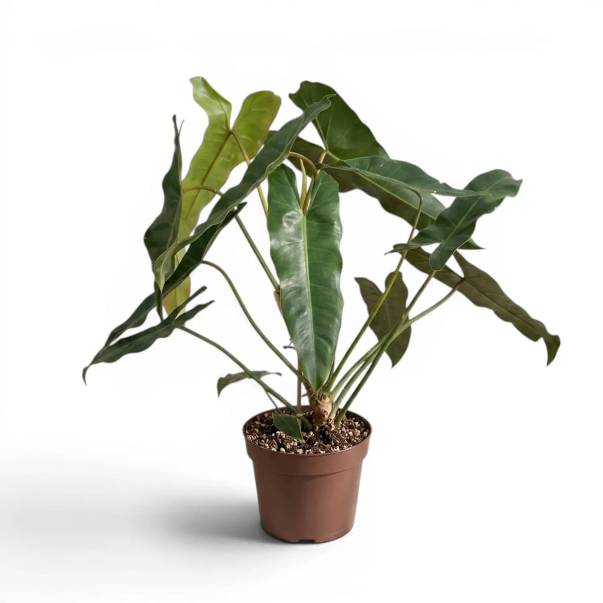 Philodendron atabapoense large plant.