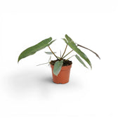Philodendron atabapoense plant in a nursery pot.