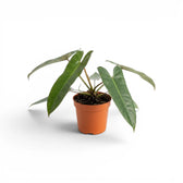 Philodendron atabapoense plant in a nursery pot.