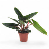 Philodendron billietiae potted plant in nursery pot on white background.