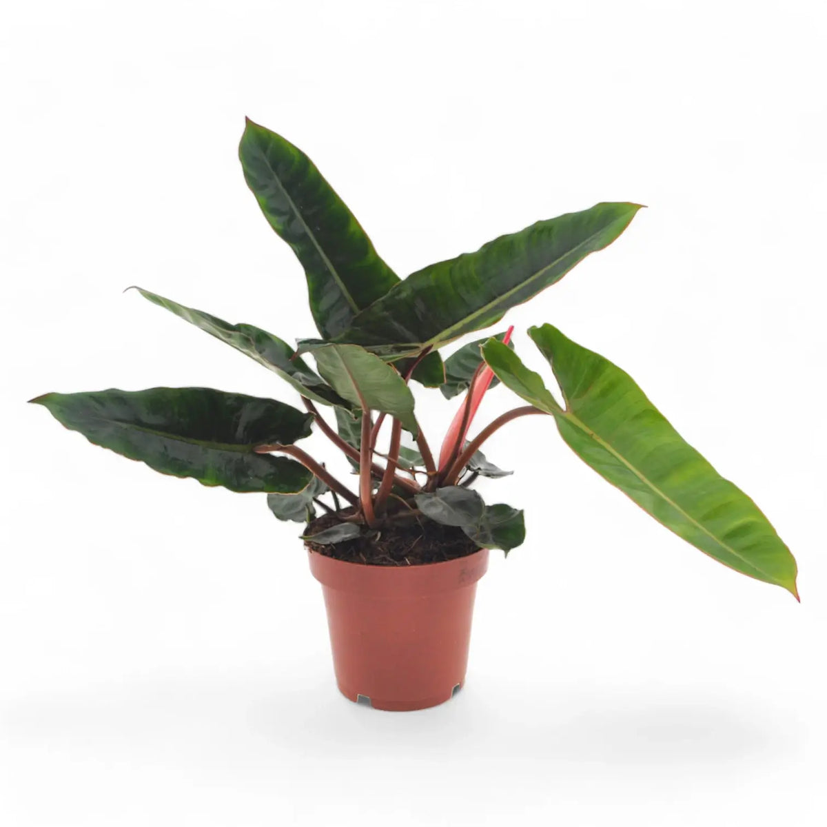 Philodendron billietiae potted plant in nursery pot on white background.