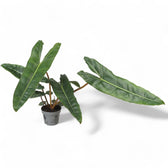 Philodendron billietiae potted plant in nursery pot on white background.