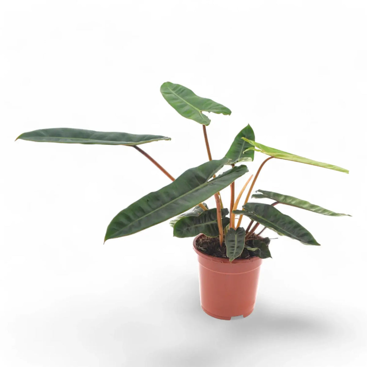 Philodendron billietiae potted plant in nursery pot on white background.