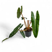 Philodendron billietiae potted plant in nursery pot on white background.