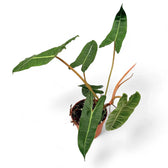 Philodendron billietiae potted plant in nursery pot on white background.