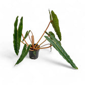 Philodendron billietiae potted plant in nursery pot on white background.