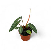 Philodendron billietiae potted plant in nursery pot on white background.