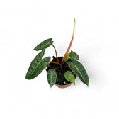 Philodendron billietiae potted plant in nursery pot on white background.