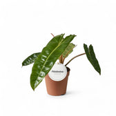 Philodendron billietiae potted plant in nursery pot on white background.