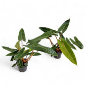 Philodendron billietiae potted plant in nursery pot on white background.