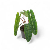 Philodendron billietiae potted plant in nursery pot on white background.
