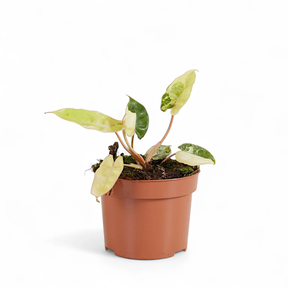 Philodendron billietiae variegata potted plant in nursery pot on white background.