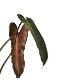 Philodendron billietiae x atabapoense leaf close-up on white background.