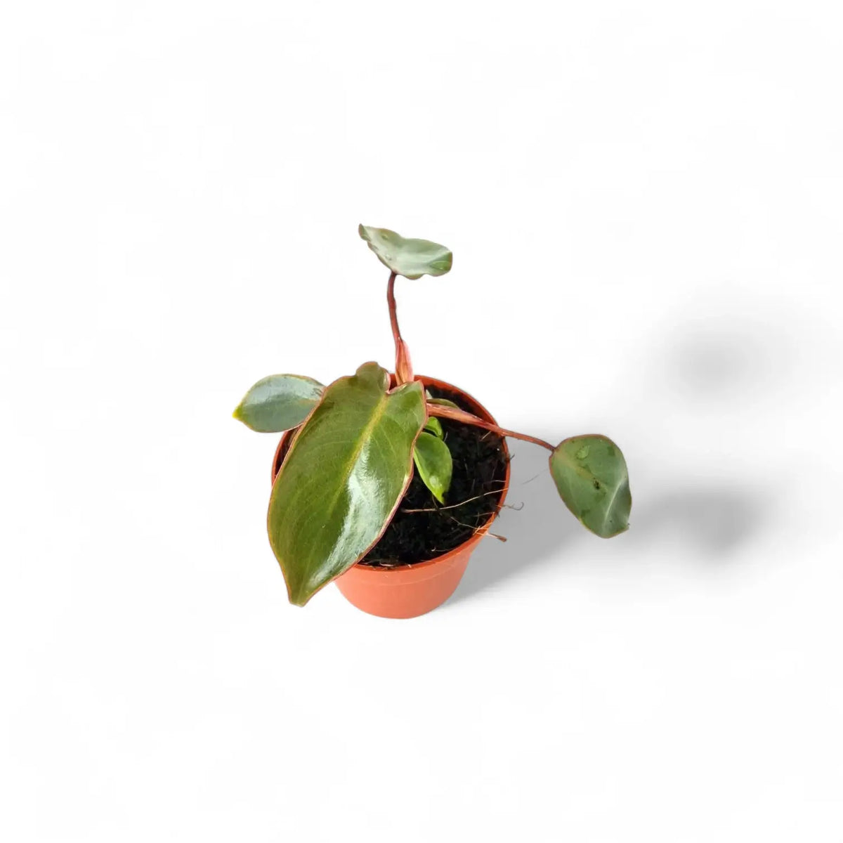 Philodendron billietiae x atabapoense potted plant in nursery pot on white background.