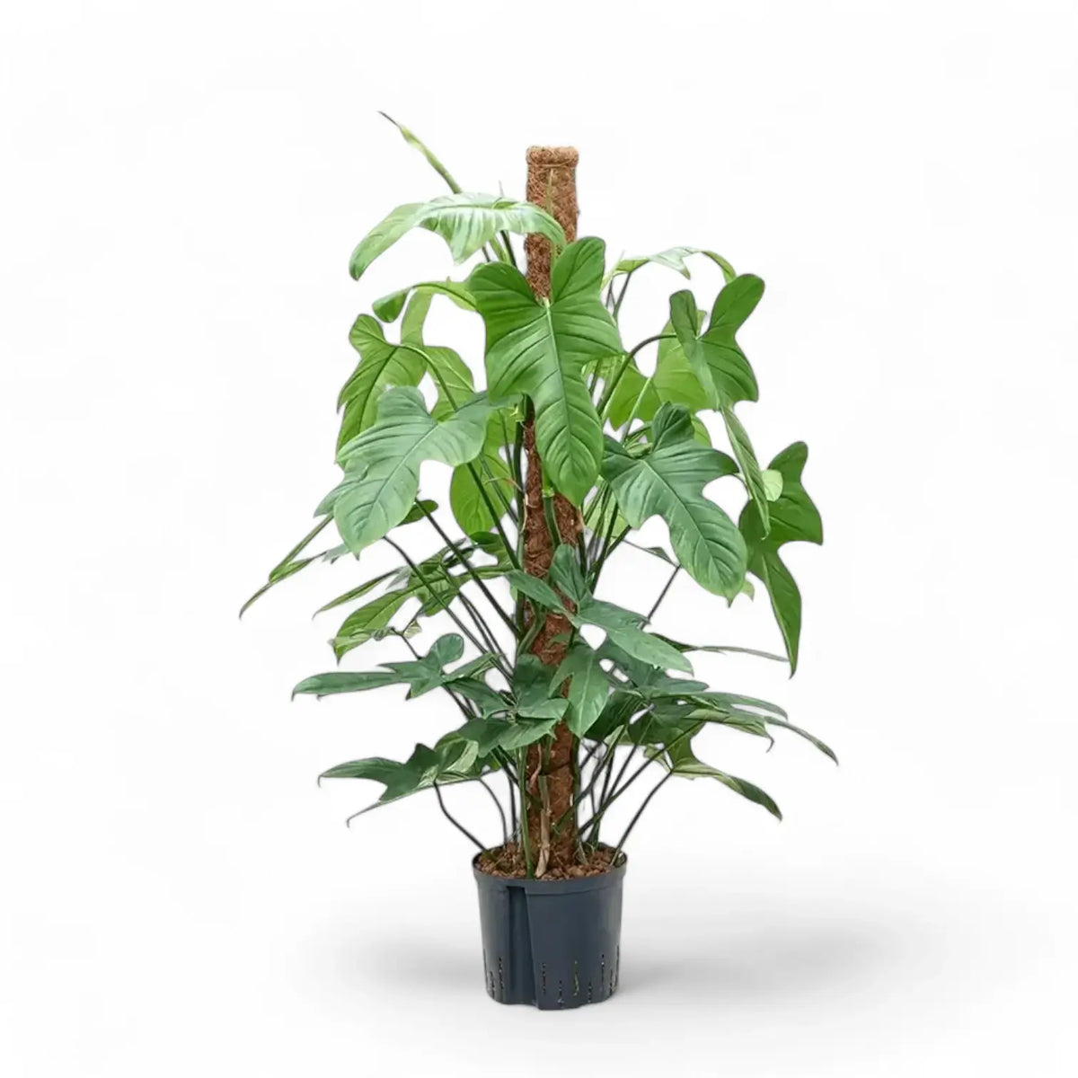 Philodendron bipennifolium potted plant in nursery pot on white background.