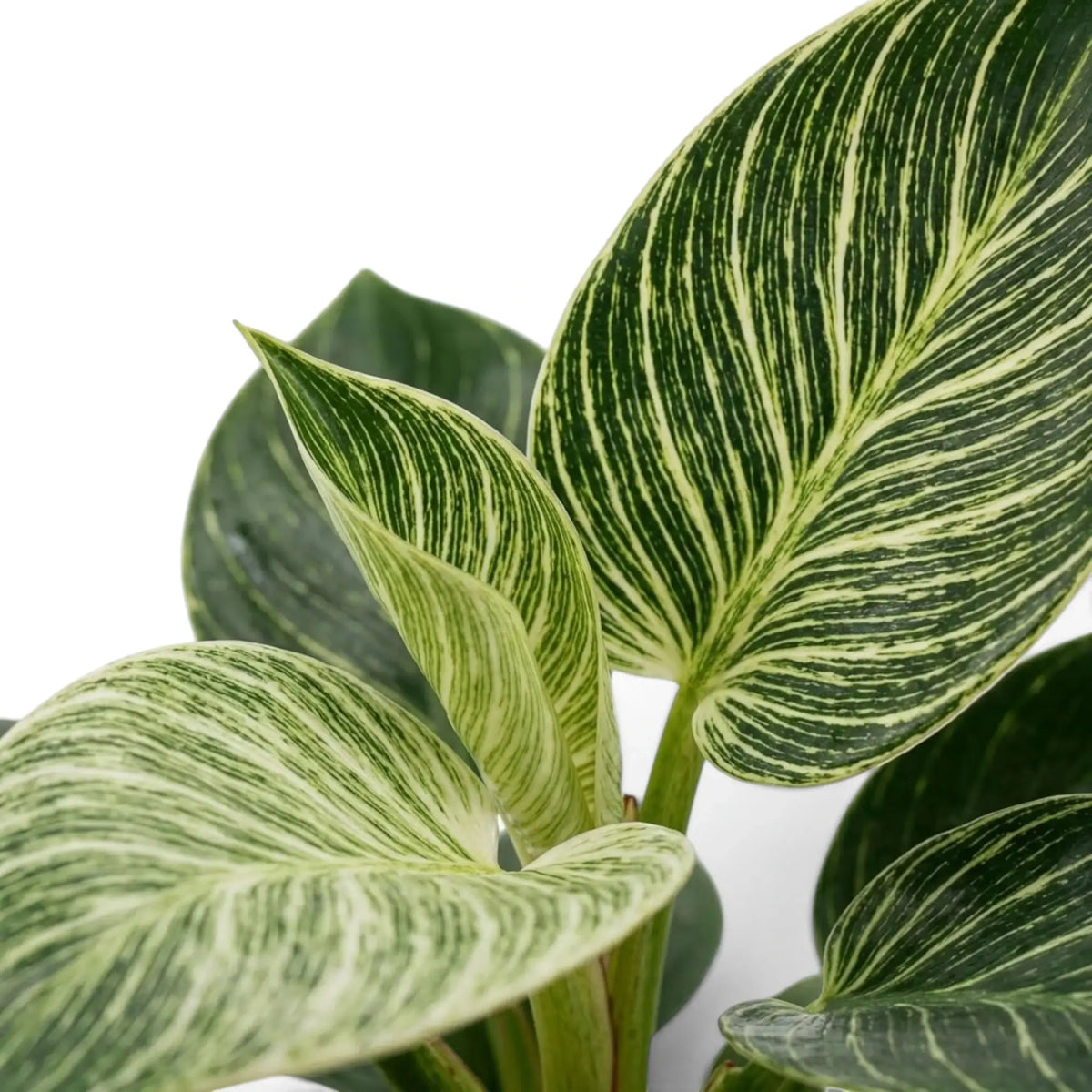 Philodendron ‘Birkin’ foliage close-up with dense cream pinstripes across dark green leaves