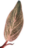 Philodendron 'Birkin Pink' ('Pink Bikini') leaf close-up on white background.