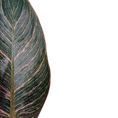 Philodendron 'Birkin Pink' ('Pink Bikini') potted plant in nursery pot on white background.