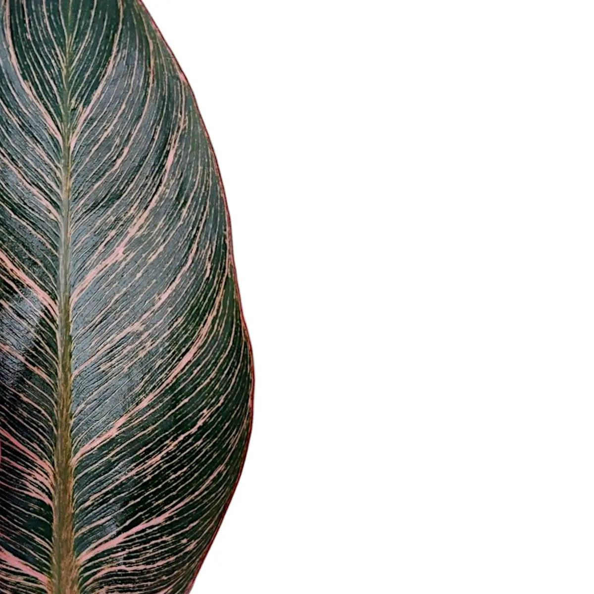 Philodendron 'Birkin Pink' ('Pink Bikini') potted plant in nursery pot on white background.