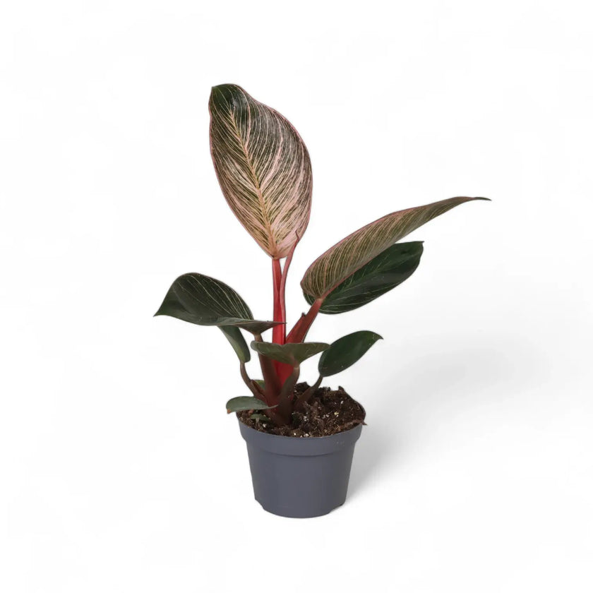 Philodendron 'Birkin Pink' ('Pink Bikini') potted plant in nursery pot on white background.