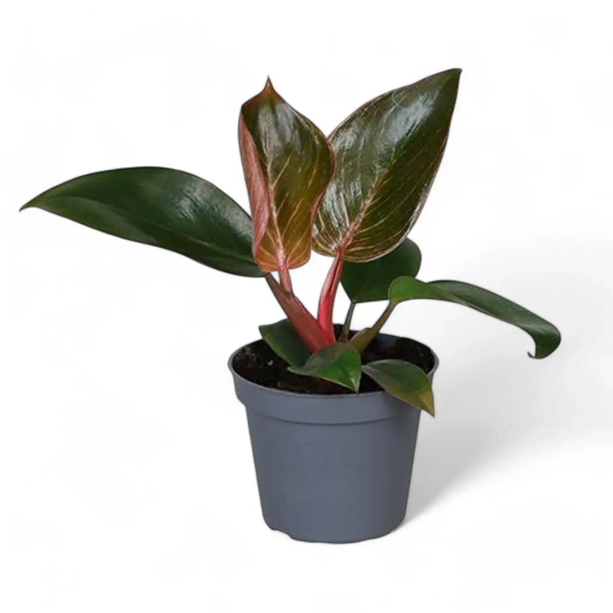 Philodendron 'Birkin Pink' ('Pink Bikini') potted plant in nursery pot on white background.