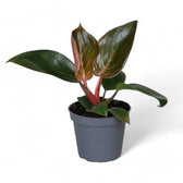 Philodendron 'Birkin Pink' ('Pink Bikini') potted plant in nursery pot on white background.