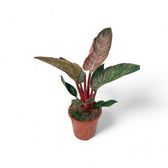 Philodendron 'Birkin Pink' ('Pink Bikini') potted plant in nursery pot on white background.