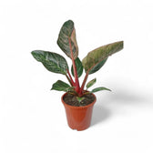 Philodendron 'Birkin Pink' ('Pink Bikini') potted plant in nursery pot on white background.