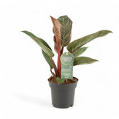 Philodendron 'Birkin Pink' ('Pink Bikini') potted plant in nursery pot on white background.