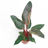 Philodendron 'Birkin Pink' ('Pink Bikini') potted plant in nursery pot on white background.