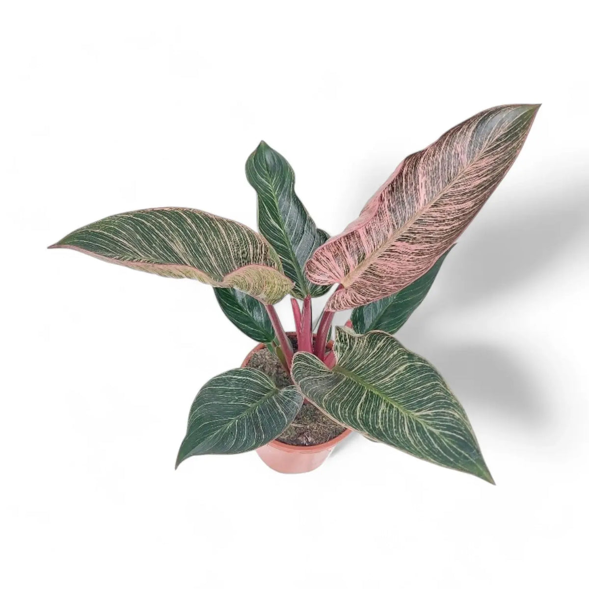 Philodendron 'Birkin Pink' ('Pink Bikini') potted plant in nursery pot on white background.