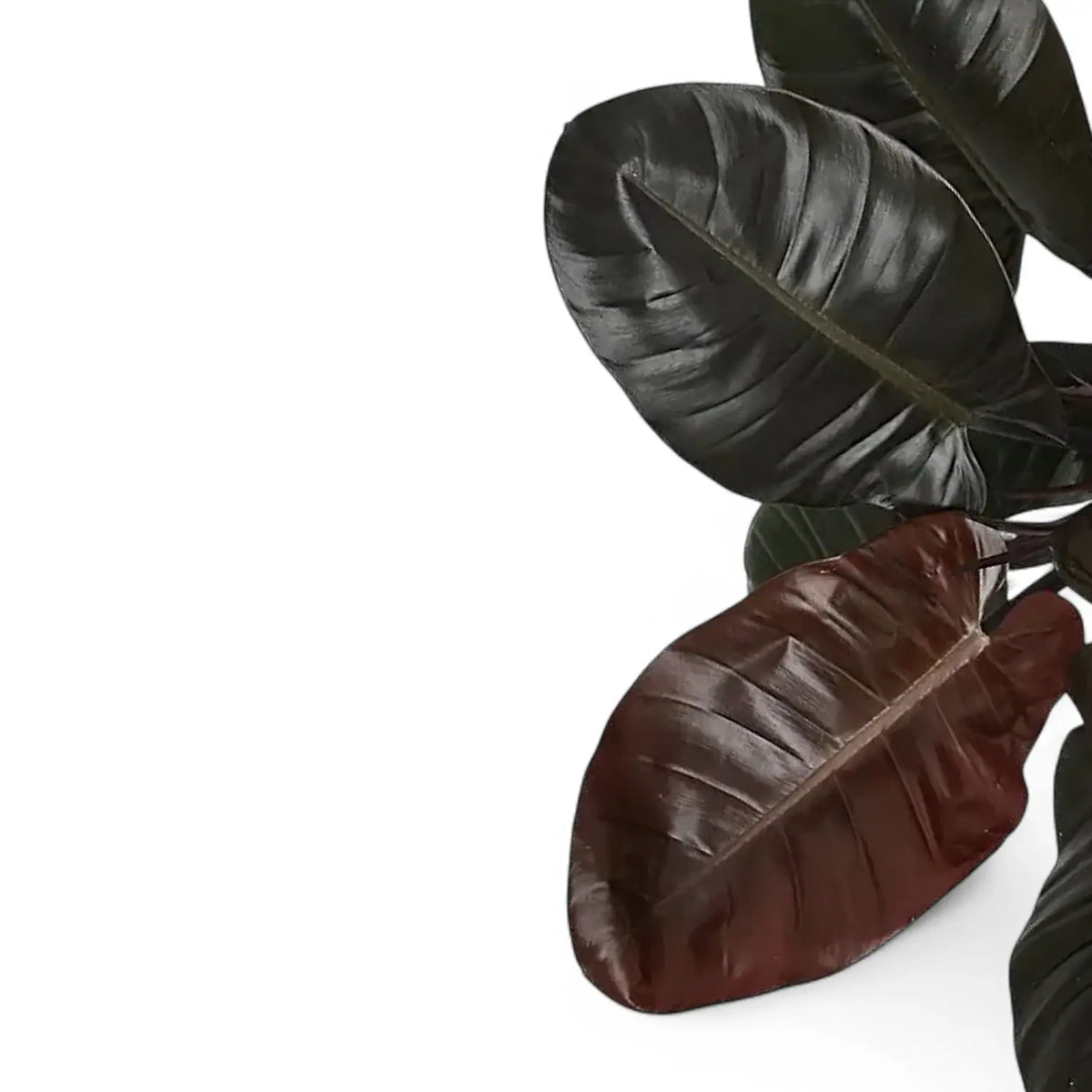 Philodendron 'Black Cardinal' leaf detail on white background.