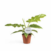 Philodendron 'Bob Cee' potted plant in nursery pot on white background.