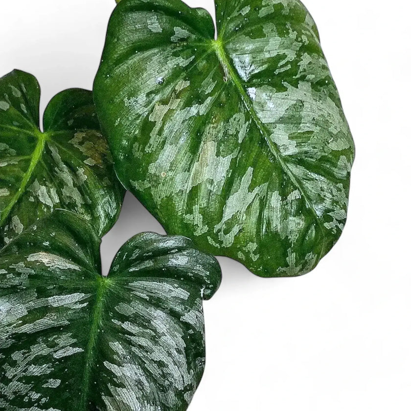 Philodendron brandtianum aff aka 'Wild Form' close-up of leaf on white background.