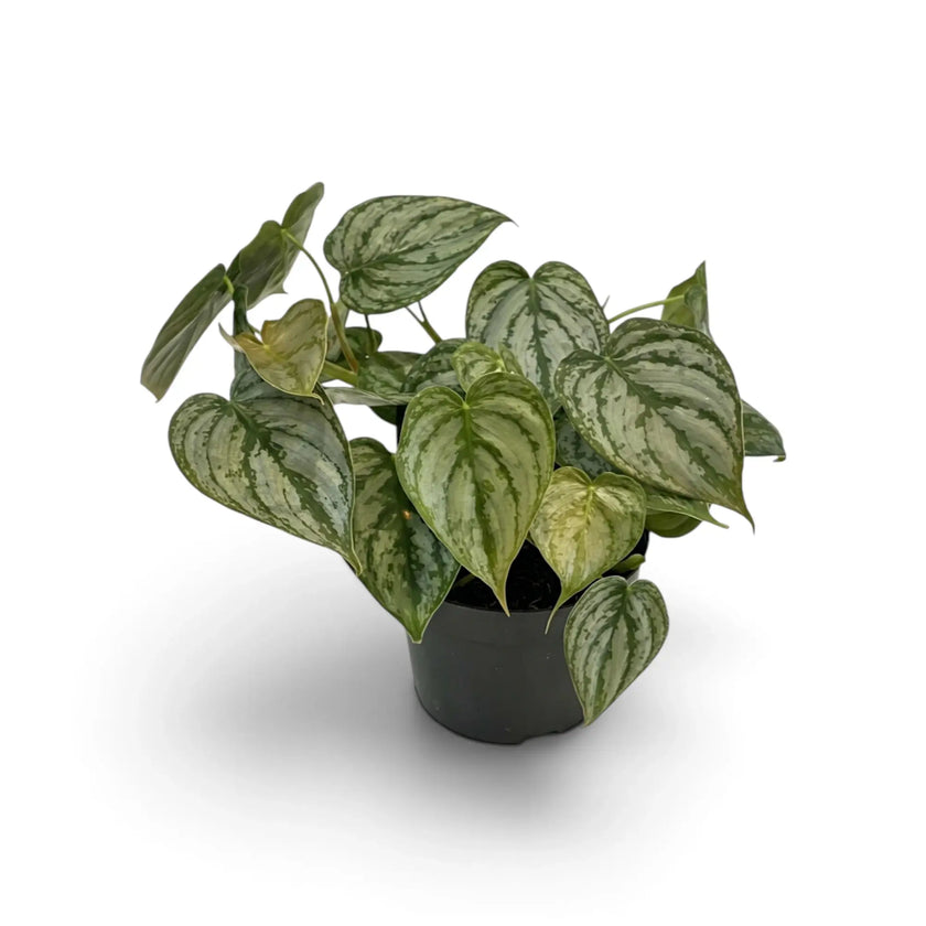 Medium Philodendron brandtianum with heart-shaped green leaves and broad silver patterning