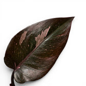 Close-up of Philodendron 'Burgundy Princess' leaves.