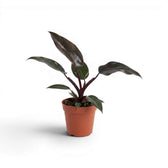 Philodendron 'Burgundy Princess' plant in a nursery pot.