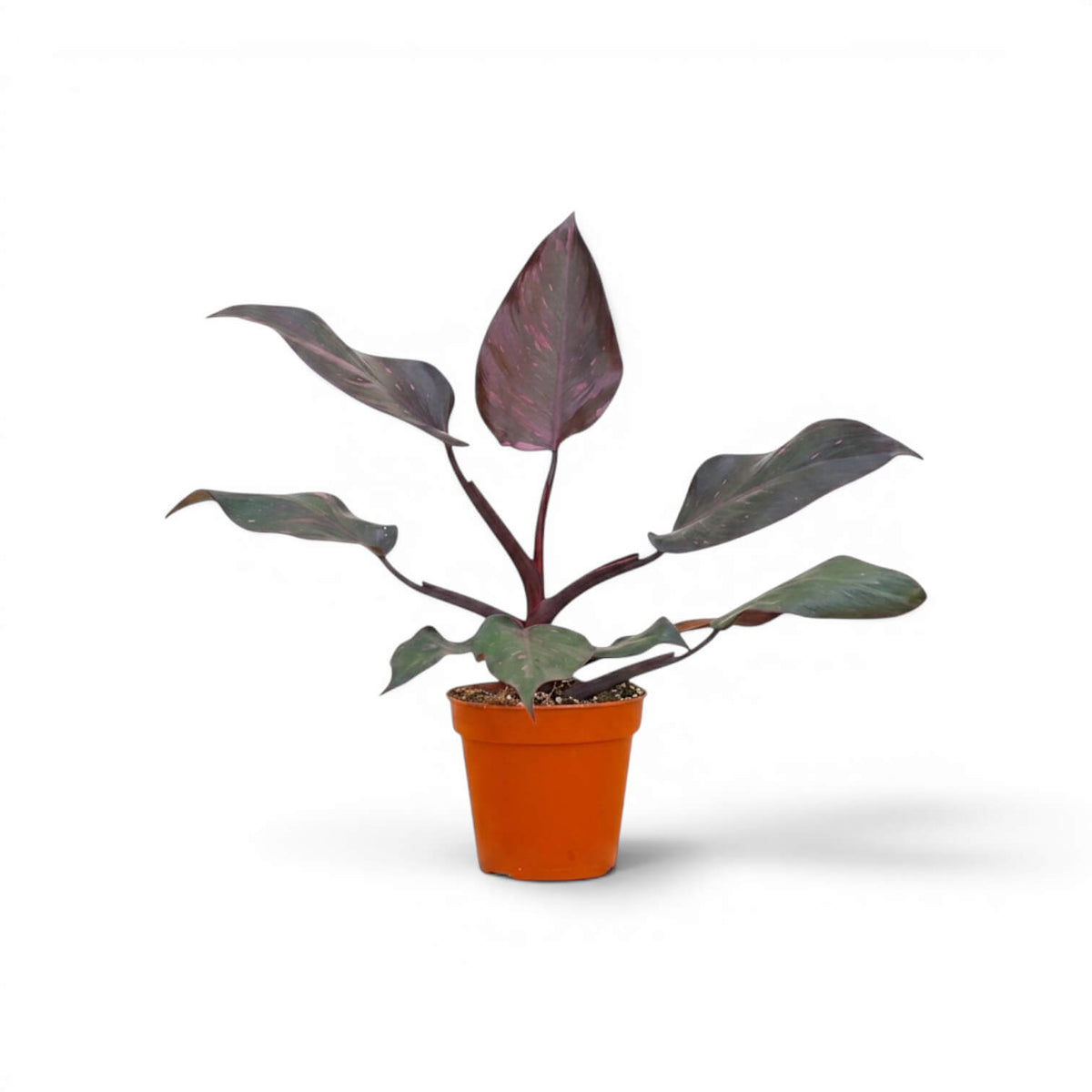 Philodendron 'Burgundy Princess' plant in a nursery pot.