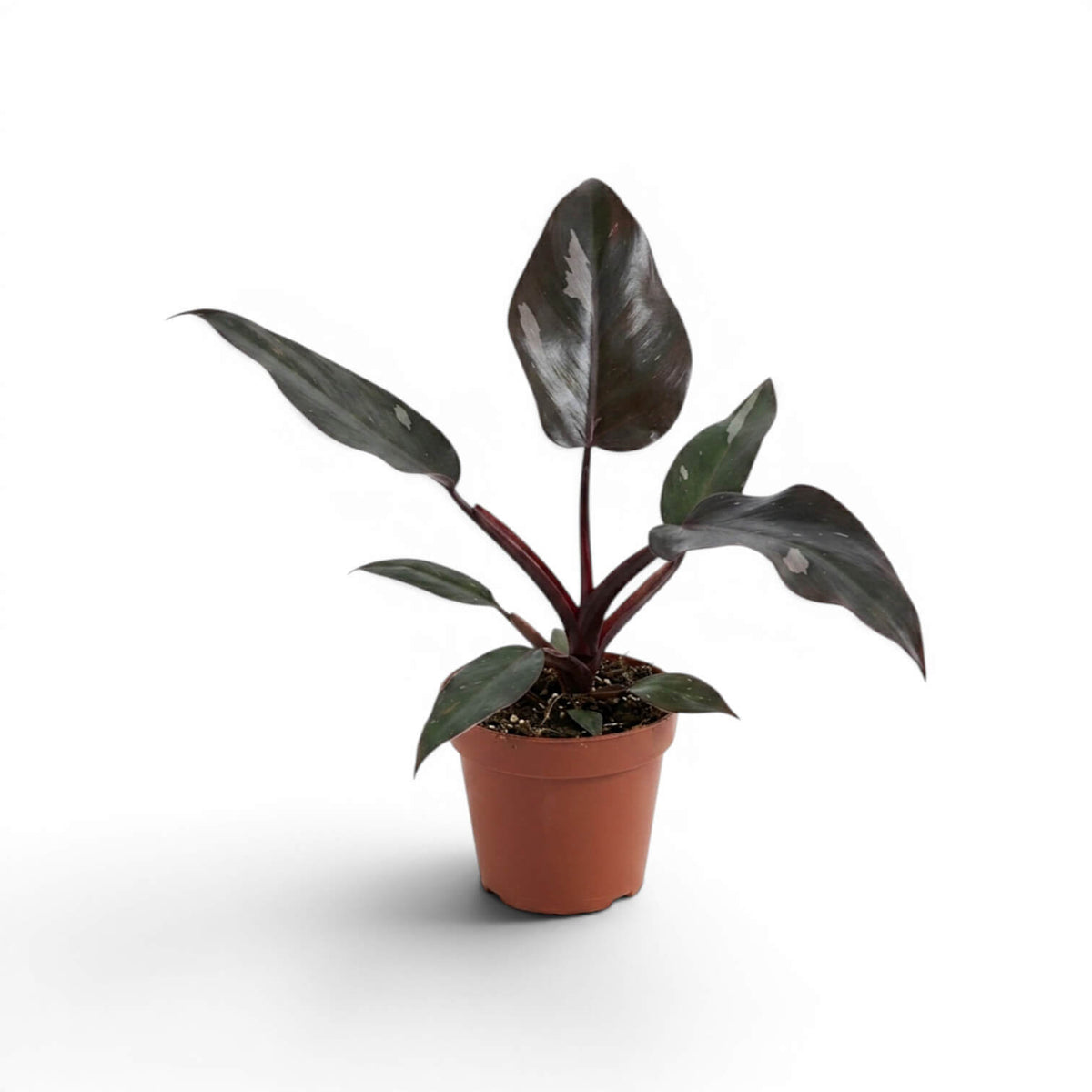 Philodendron 'Burgundy Princess' plant in a nursery pot.