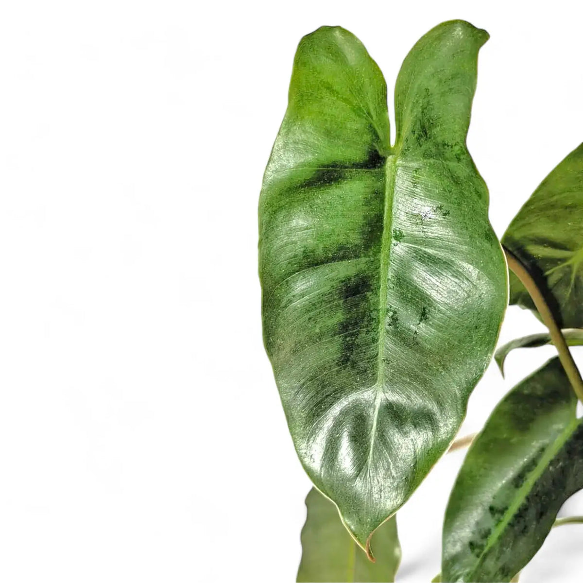 Philodendron 'Burle Marx' – Blattdetail vor weißem Hintergrund..