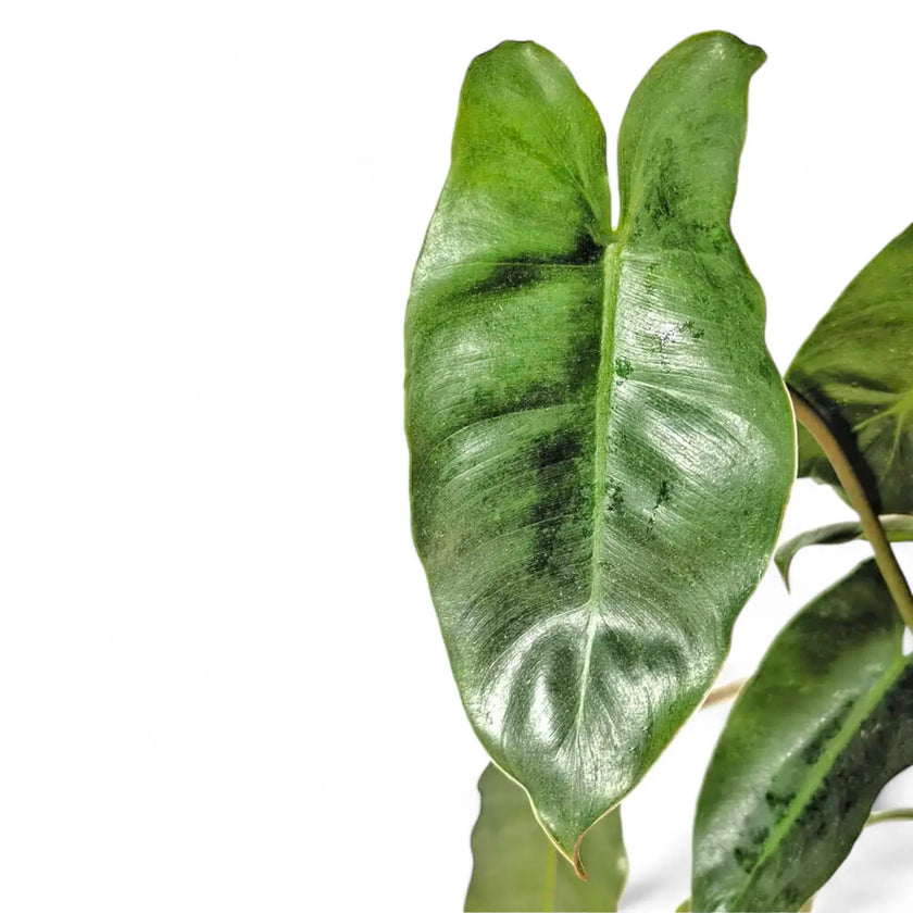 Philodendron 'Burle Marx' leaf close-up on white background.