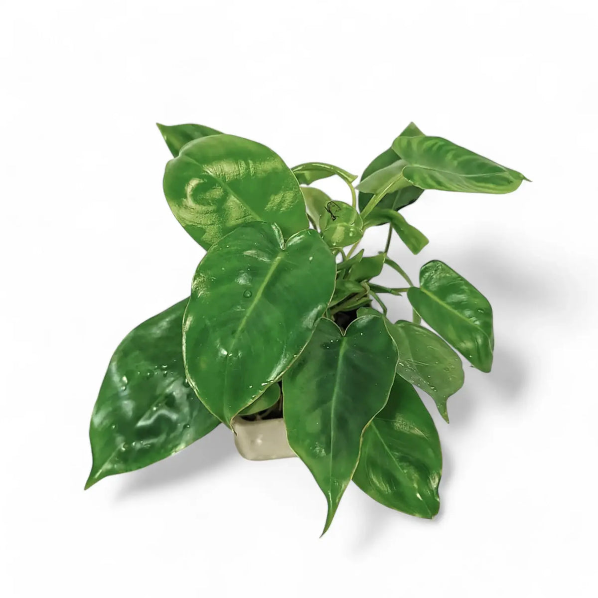 Philodendron 'Burle Marx' Zimmerpflanze im Anzuchttopf vor weißem Hintergrund, Produktfoto 2.