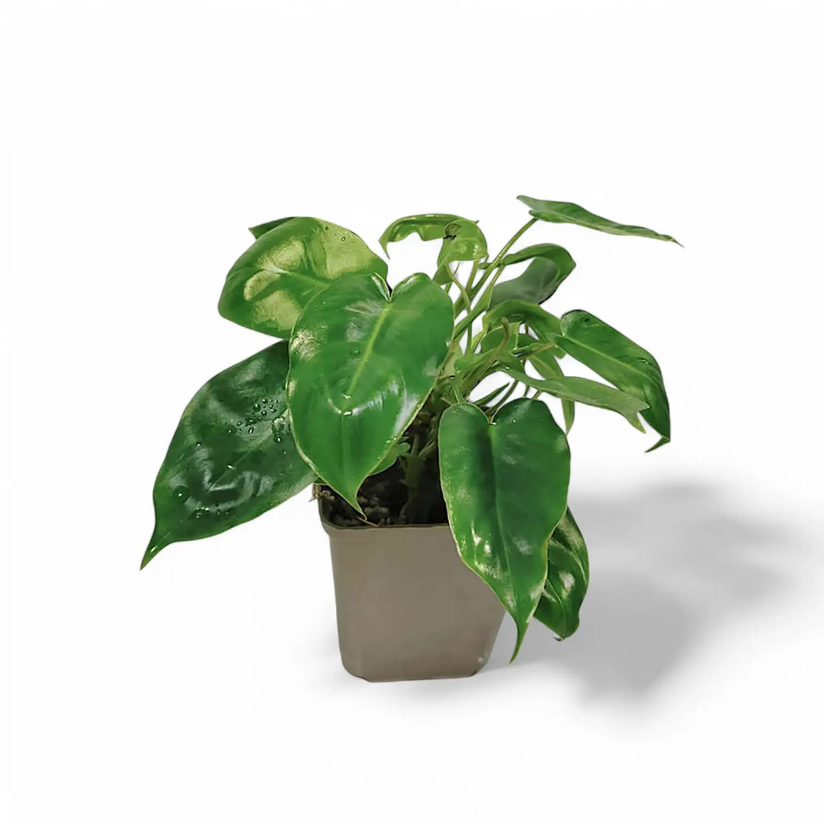 Philodendron 'Burle Marx' Zimmerpflanze im Anzuchttopf vor weißem Hintergrund, Produktfoto 3.