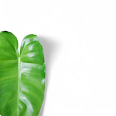 Philodendron 'Burle Marx' Zimmerpflanze im Anzuchttopf vor weißem Hintergrund, Produktfoto 6.
