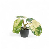 Philodendron 'Burle Marx' variegata potted plant in nursery pot on white background.