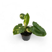 Philodendron 'Burle Marx' variegata potted plant in nursery pot on white background.